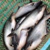 孙远伟的一亩田店铺