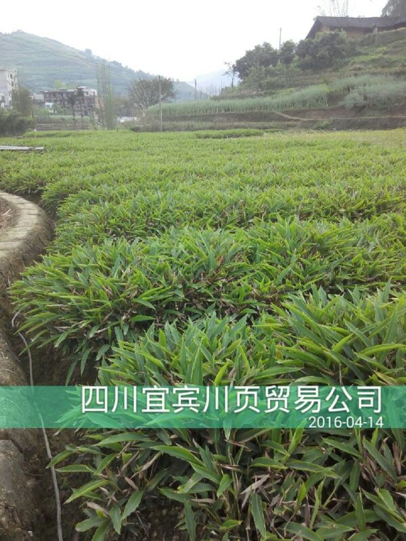 砂仁苗