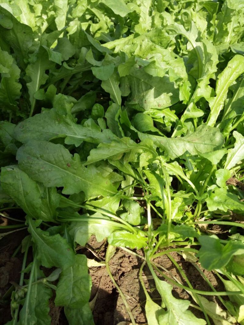 荠菜10cm以上