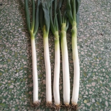 铁杆大葱30~40cm毛葱2cm左右