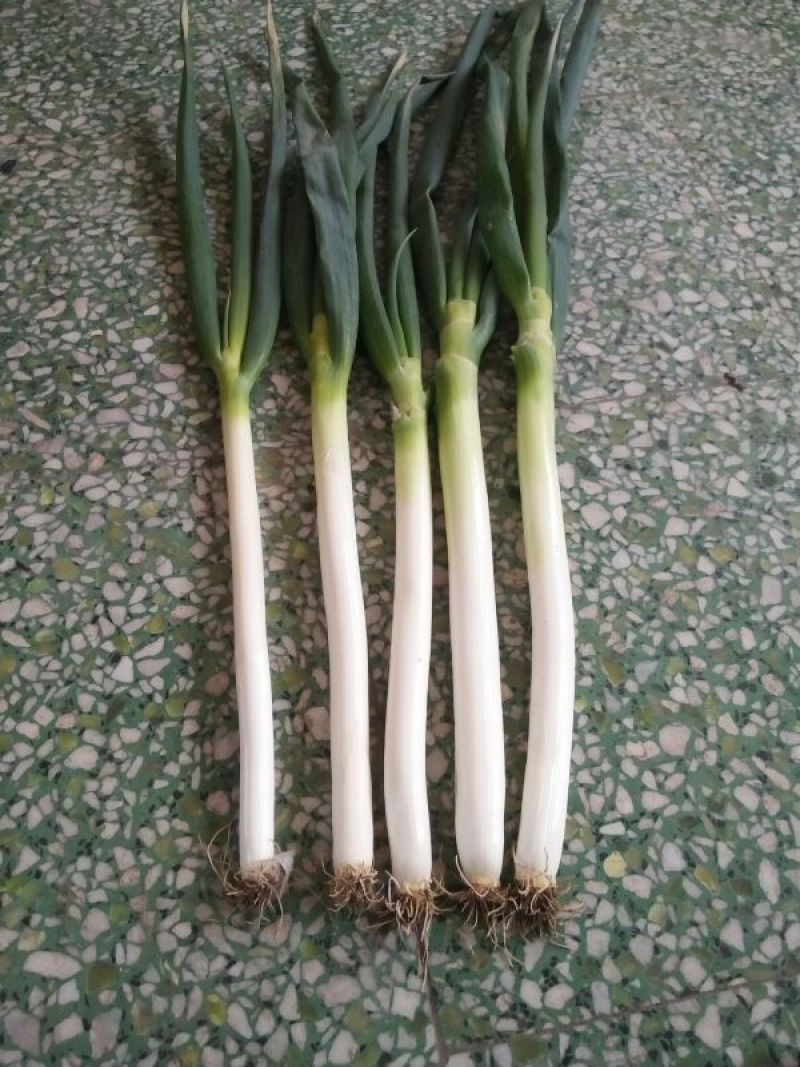 铁杆大葱30~40cm毛葱2cm左右
