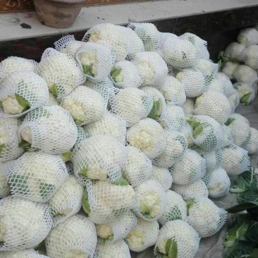 白花菜包装