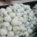 白花菜包装