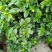 栀子花盆栽带花苞室内观花植物四季开花枝枝花树苗好养浓香型