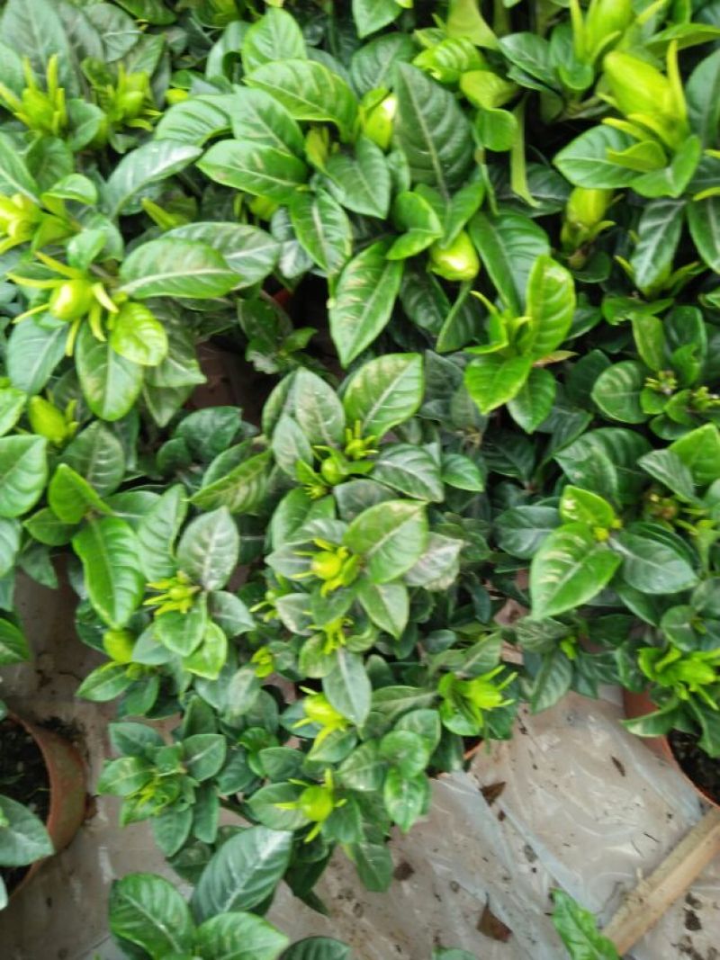 栀子花盆栽带花苞室内观花植物四季开花枝枝花树苗好养浓香型