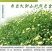 白菊花茶胎菊