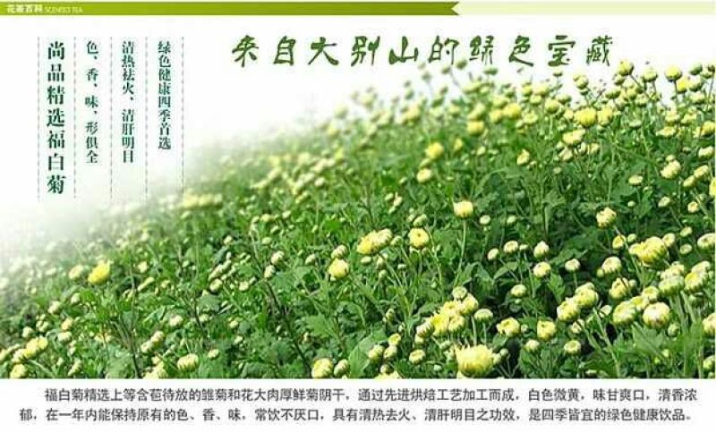白菊花茶胎菊