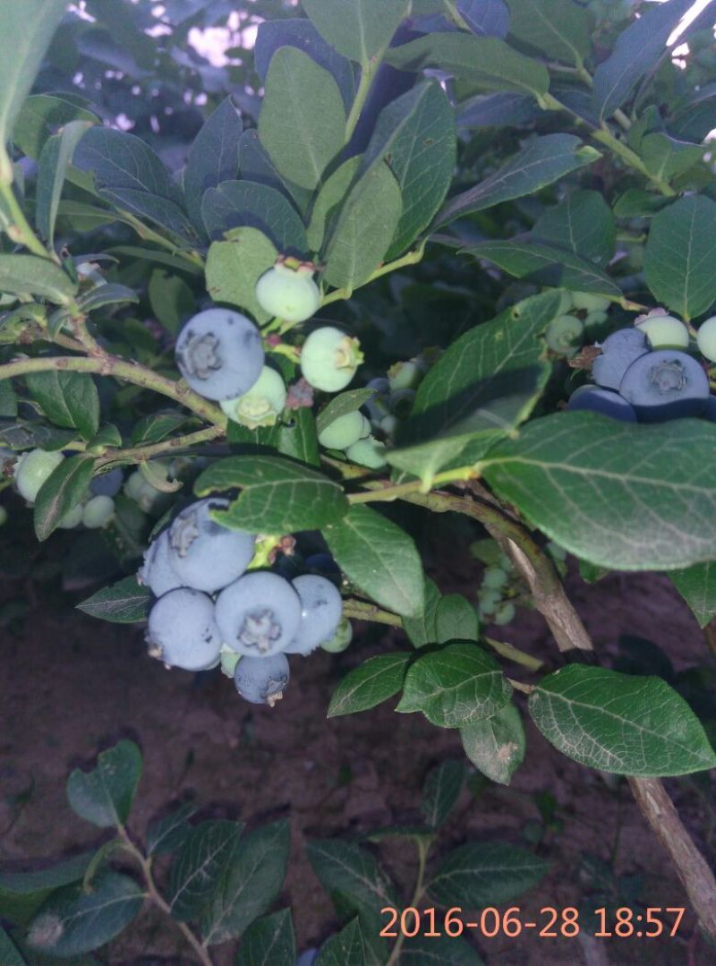 北陆蓝莓8~10mm以上
