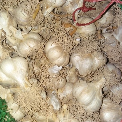 匡山农产品综合交易市场大蒜种子 97%批发_张