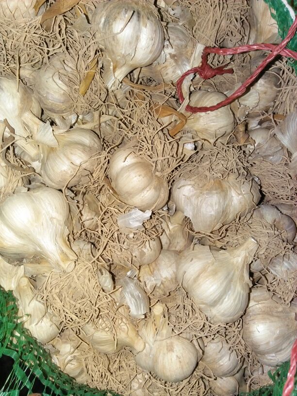 匡山农产品综合交易市场大蒜种子 97%批发_张