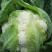 白花菜散装