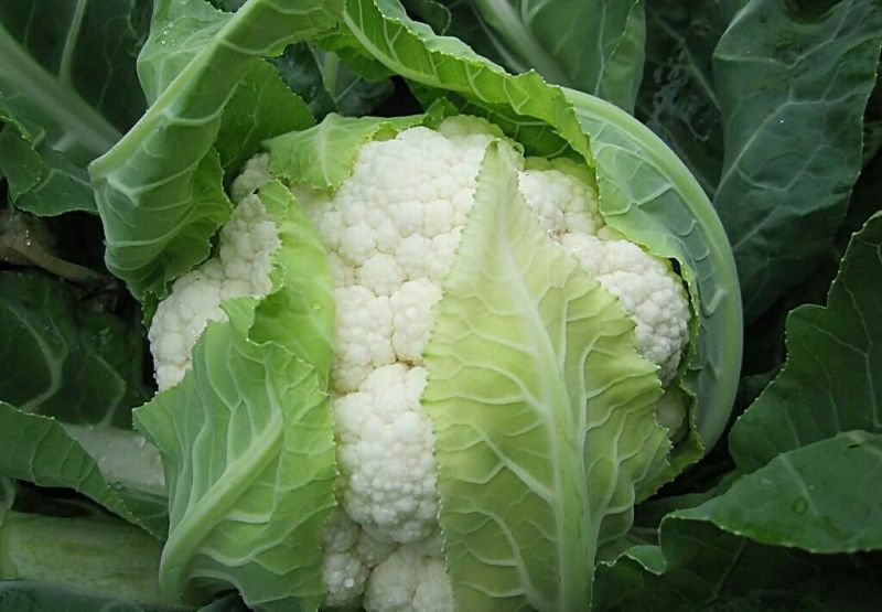 白花菜散装