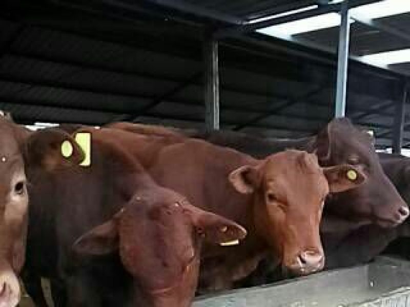育肥牛犊100~200kg，支持视频看货，专业养殖