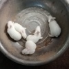赖显敏的一亩田店铺