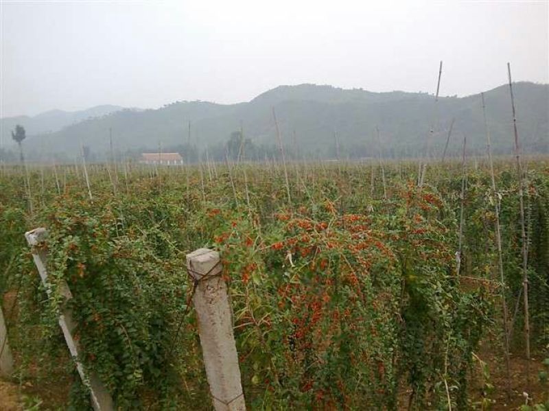 黑枸杞苗，枸杞苗药材种苗