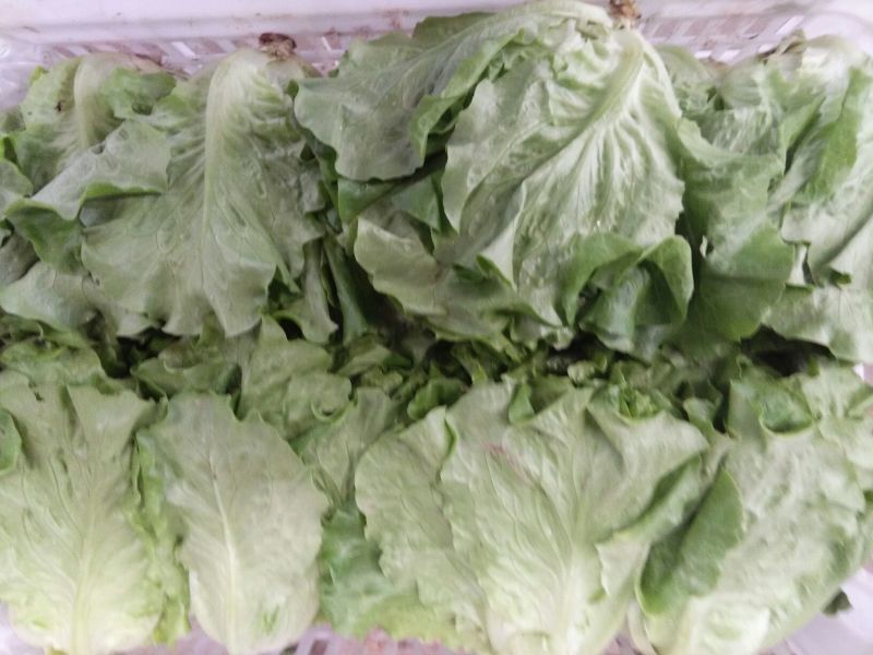 生菜5两~6两
