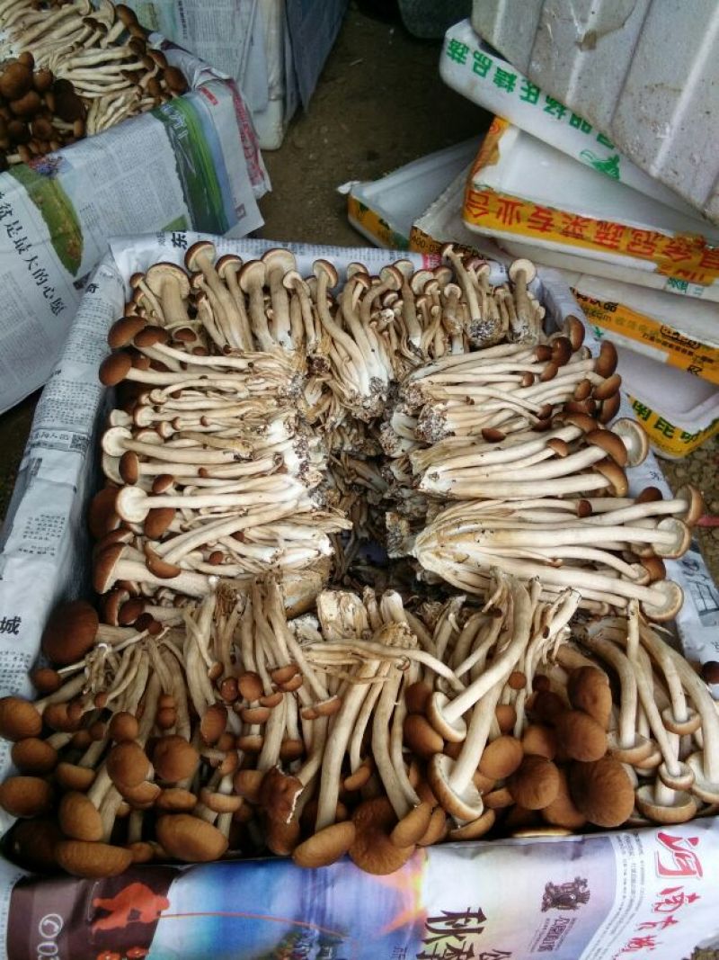 茶树菇