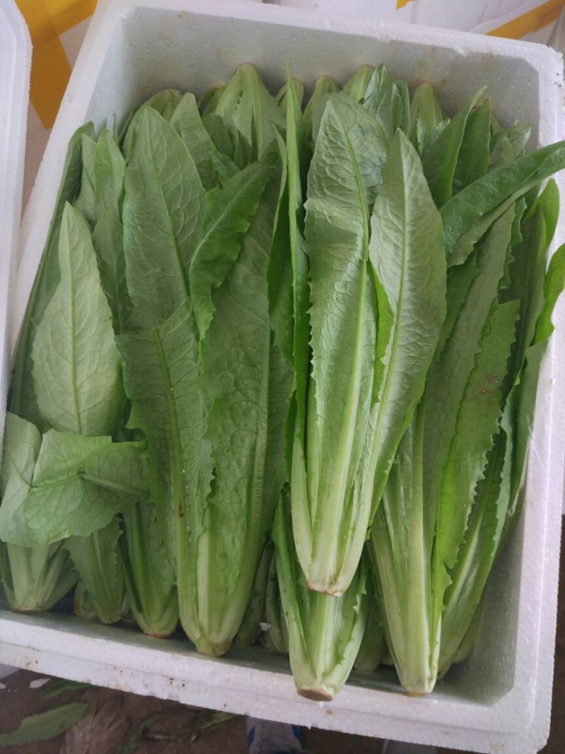 油麦菜20~25厘米以上