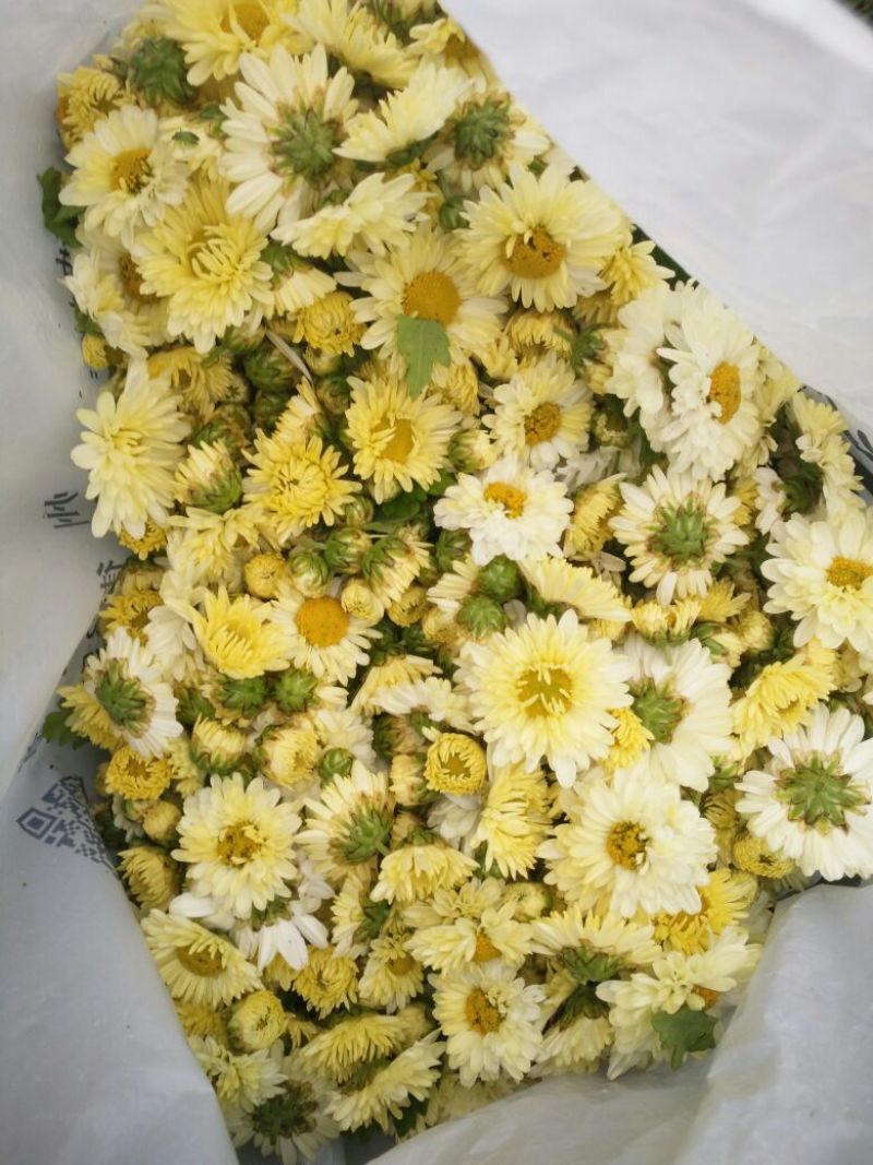 菊花茶