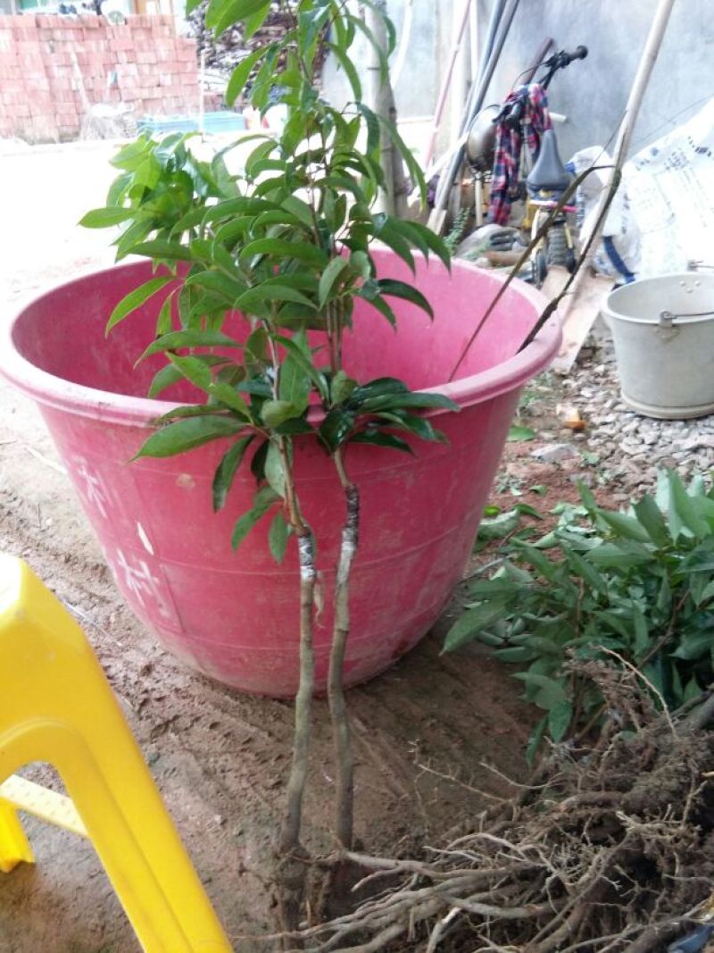 荔枝苗30~50cm