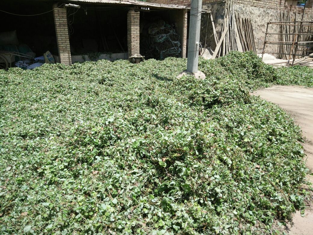 甘肃定西市漳县淫羊藿批发_蔡连军供应_一亩