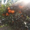 渝农蔬菜水果合作社的一亩田店铺