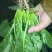 大叶菠菜15~20厘米