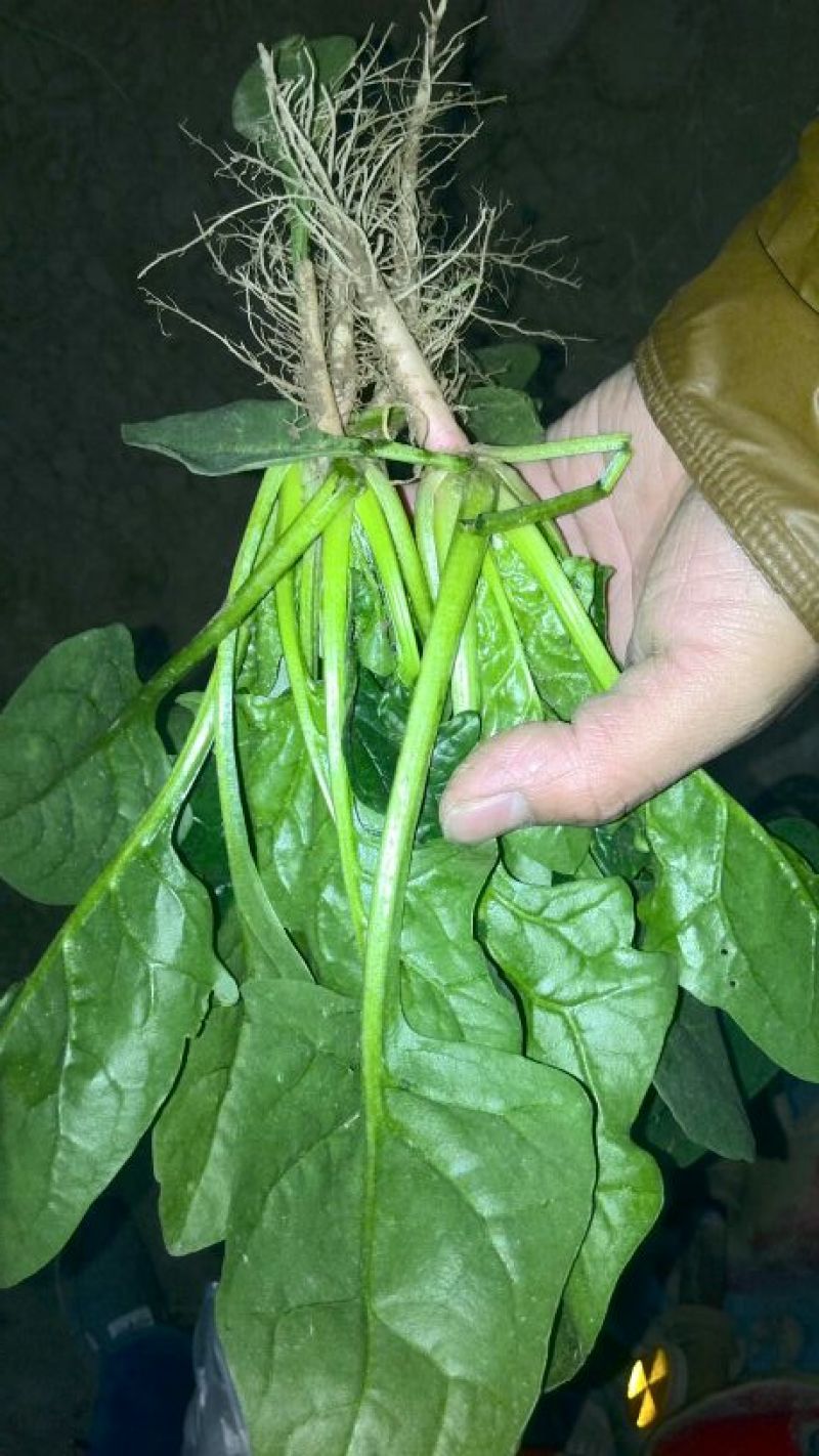 大叶菠菜15~20厘米