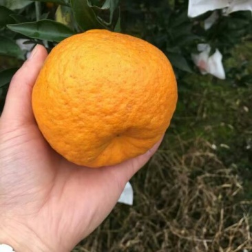 春见柑桔7~7.5cm