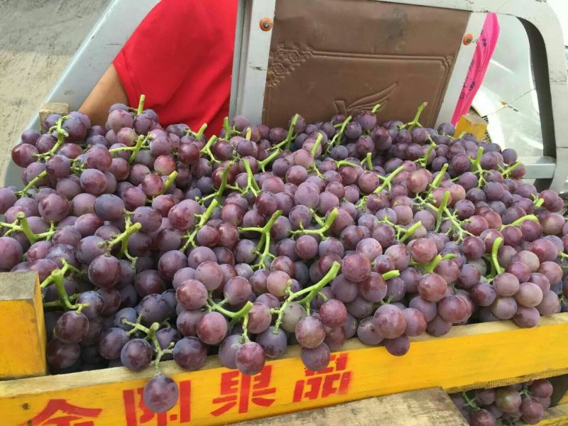 夏黑葡萄口感甘甜！果面干净！果型漂亮！一手货源保证质量