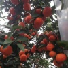 运发果蔬种植合作社的一亩田店铺