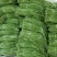 长豆角80厘米以上，走市场，加工厂，大量供应。