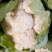【优】白花菜花紧花乳白产地直发质量保证欢迎采购