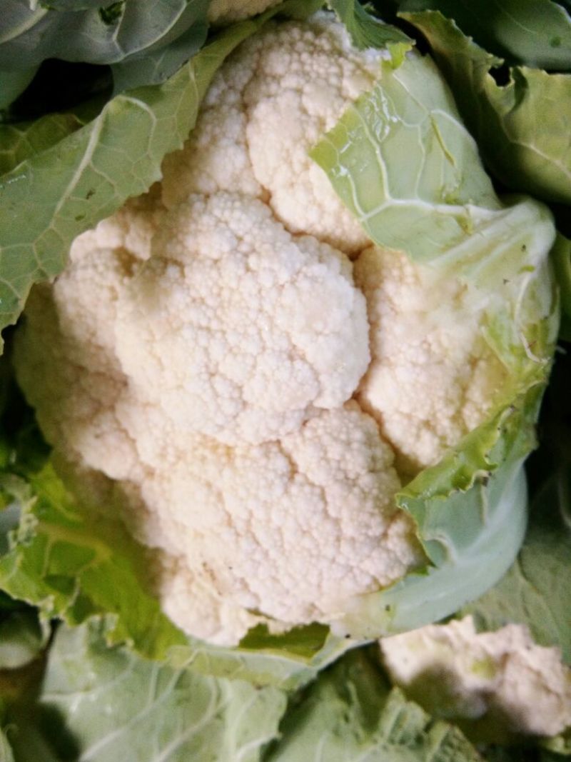 【优】白花菜花紧花乳白产地直发质量保证欢迎采购
