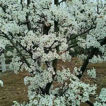 黄金梨200~250g纸袋