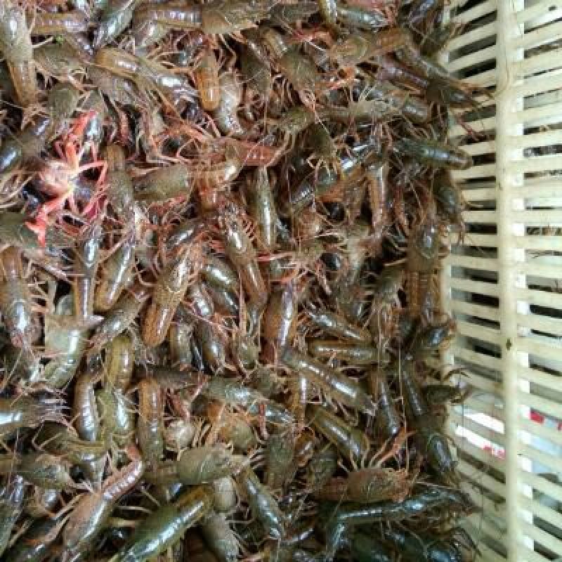 龙虾26~30只/kg