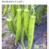王远新的一亩田店铺