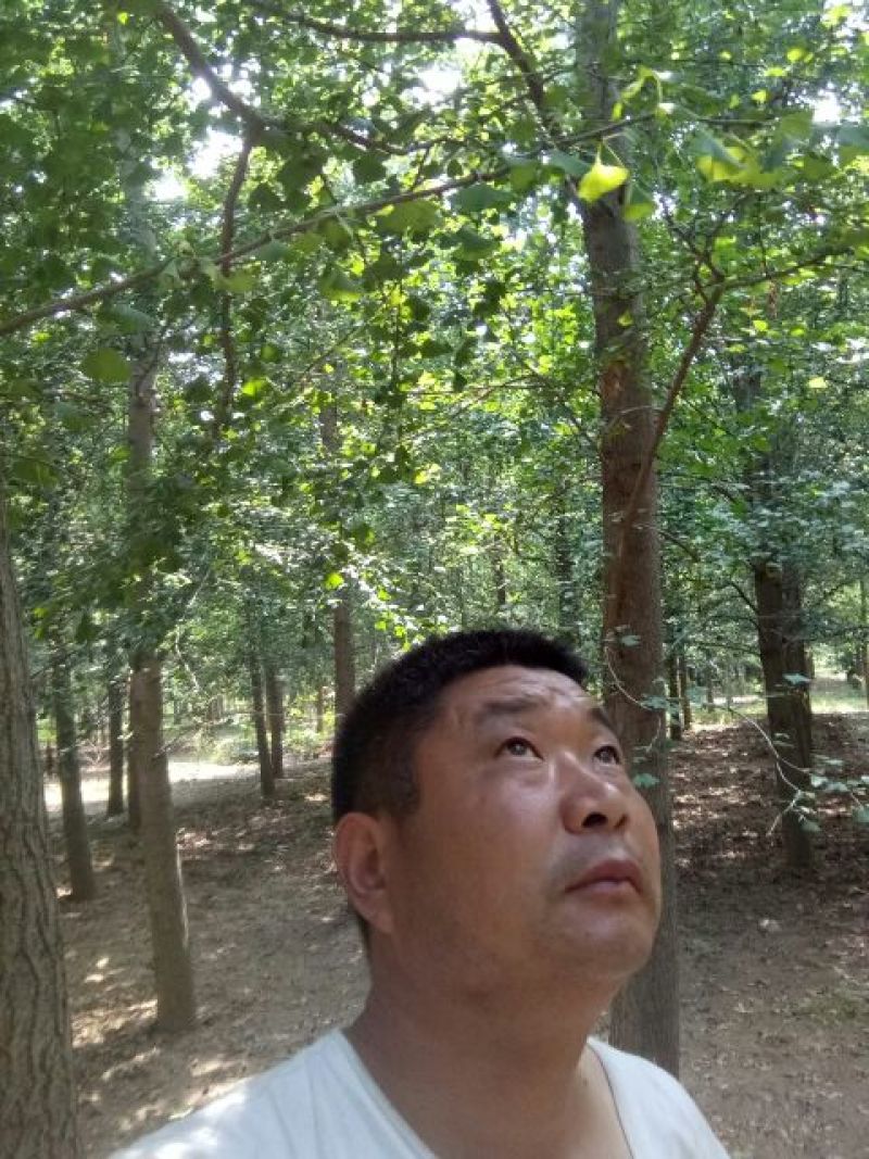 山东银杏实生树嫁接树，金叶银杏树丛生银杏树