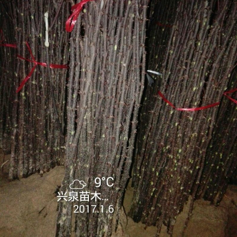 花椒苗1~2年