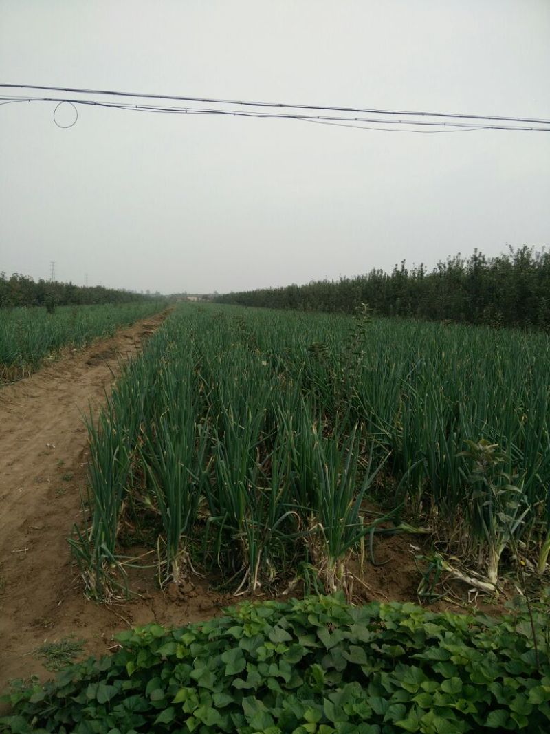 长白大葱25~30cm毛葱3cm左右