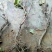 葡萄树80~110cm