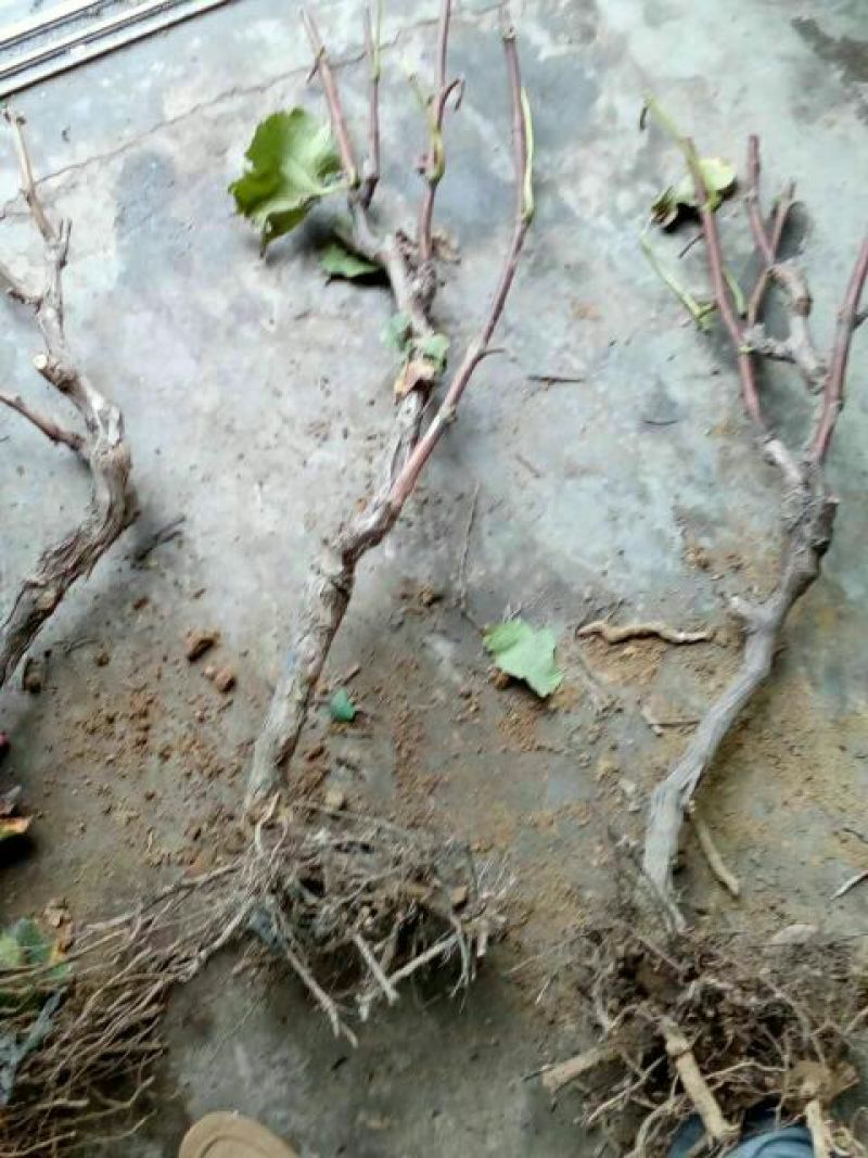 葡萄树80~110cm