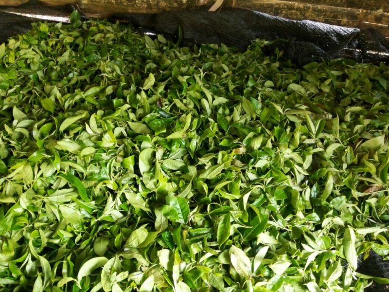 黑茶
