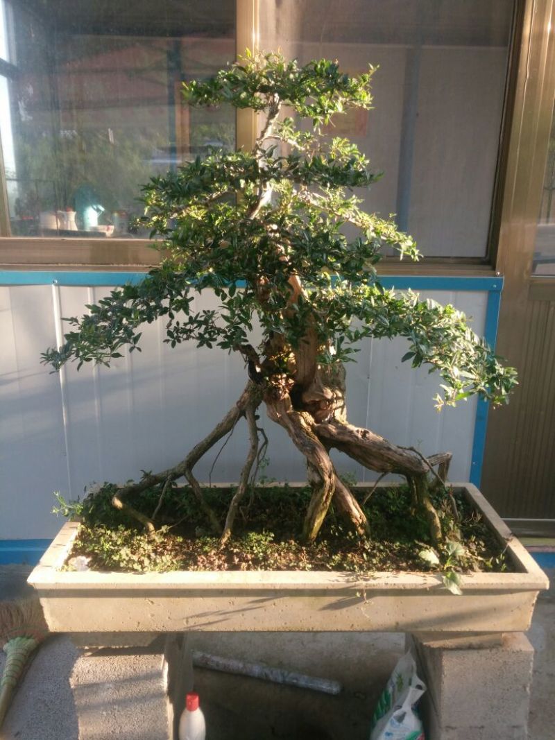 石榴盆景大小规格都有，真正的一手货源产地直销