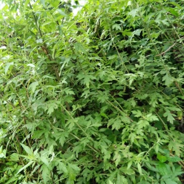 艾草，鲜艾，干艾，全科艾，纯艾叶，量大从优，欢迎咨询订