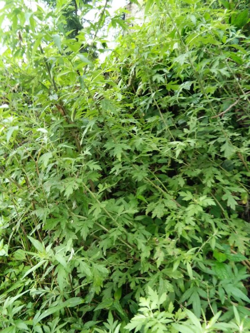 艾草，鲜艾，干艾，全科艾，纯艾叶，量大从优，欢迎咨询订