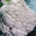 白花菜散装
