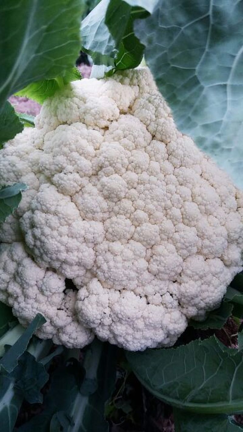 白花菜散装