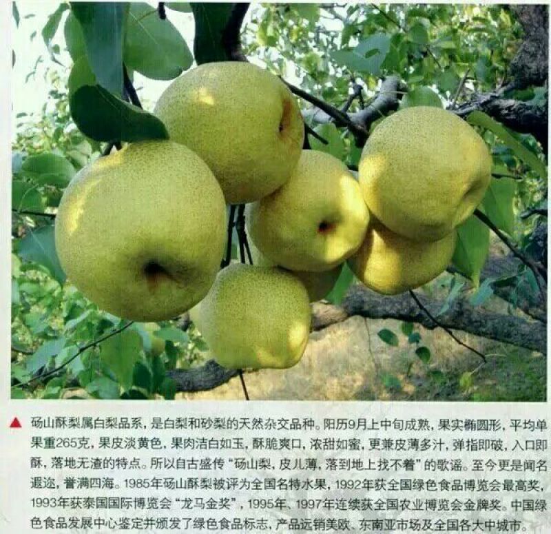 砀山梨250~300g纸箱
