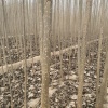尹学伍的一亩田店铺